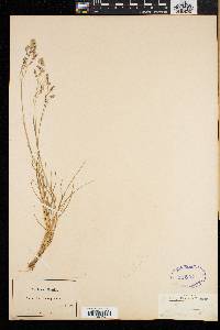 Poa laxa image