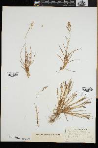 Poa laxa image