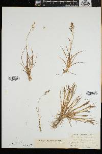 Poa laxa image