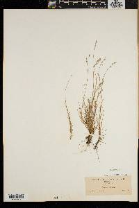 Poa laxa image