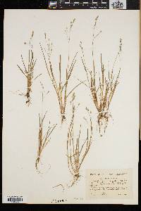 Poa laxa image