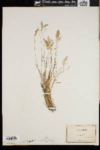 Poa laxa image