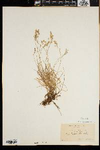 Poa laxa image