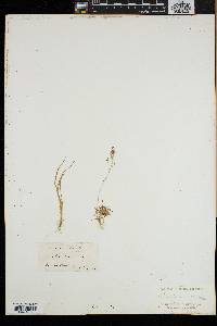 Poa laxa image