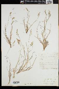 Poa laxa image