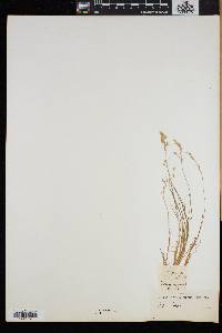 Poa laxa image