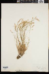 Poa laxa image