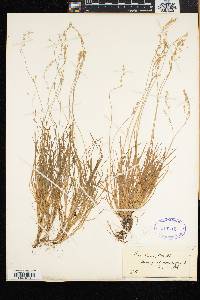 Poa laxa image