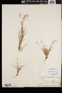 Poa laxa image
