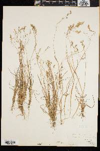 Poa laxa image