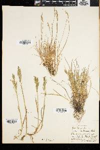 Poa laxa image