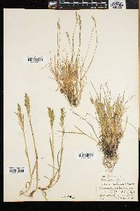 Poa laxa image