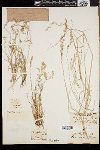 Poa laxa image