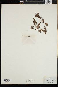 Salix repens image