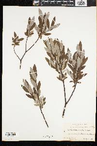 Salix argyrocarpa image