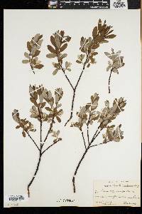 Salix argyrocarpa image