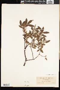 Salix argyrocarpa image