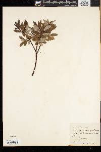 Salix argyrocarpa image