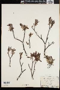 Salix argyrocarpa image