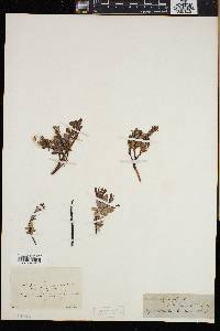 Salix repens image