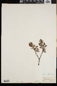 Salix argyrocarpa image