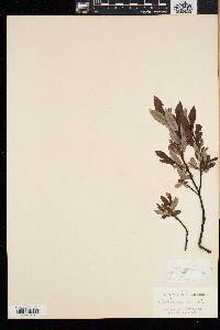 Salix repens image
