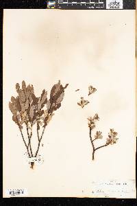 Salix argyrocarpa image