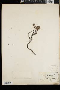 Salix herbacea image