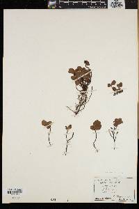 Salix herbacea image