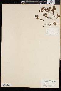 Salix herbacea image