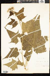 Napaea dioica image
