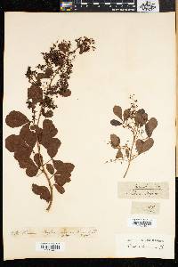 Searsia laevigata image