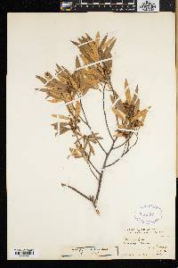 Rhus angustifolia image