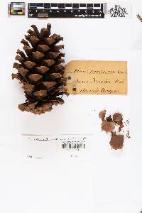 Pinus ponderosa image