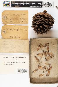 Pinus pungens image