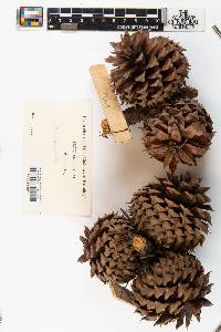 Pinus pungens image