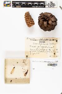 Pinus pungens image