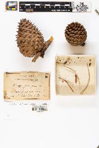 Pinus pungens image