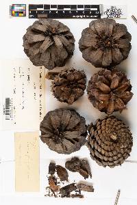 Pinus pungens image