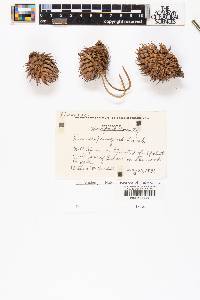 Pinus pungens image