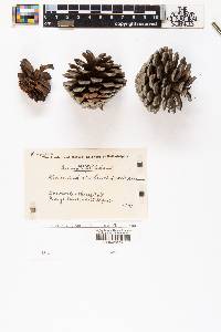Pinus radiata var. binata image
