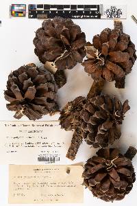 Pinus pungens image