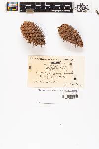 Pinus pungens image