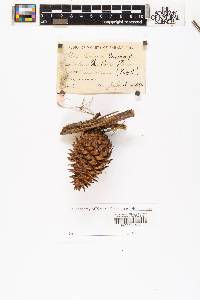Pinus pungens image