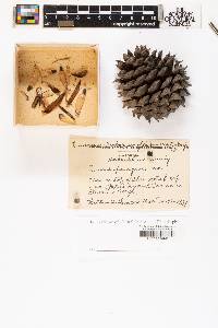 Pinus pungens image