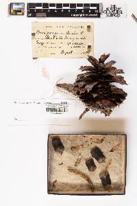 Pinus pungens image