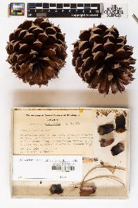 Pinus pungens image