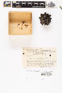 Pinus resinosa image