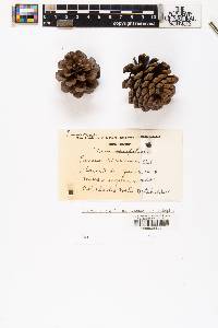 Pinus resinosa image