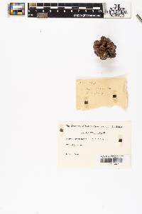 Pinus resinosa image